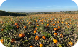 Pumpkin Patch